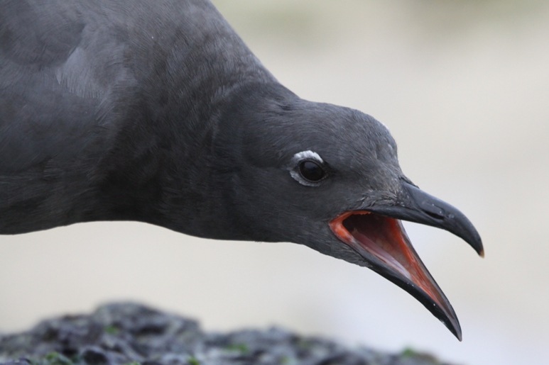 galapagos